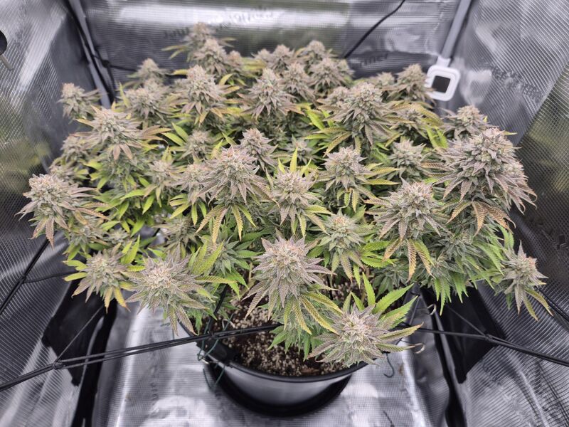 Gorilla Melon, Фасовка: 3, изображение 3